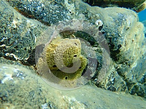 Sea sponge stinker sponge Ircinia variabilis undersea, Aegean Sea, Greece.