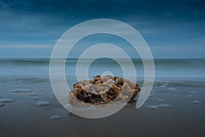 Sea Sponge Washed Up on Beach