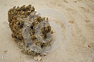 Sea sponge on the beach