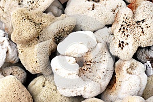 Sea Sponges