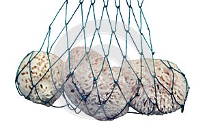 Sea sponges in a fishing net, close up, isolated on a white background