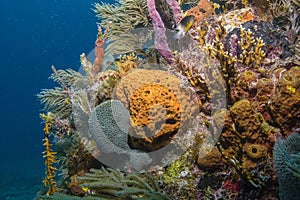 Sea Sponges photo