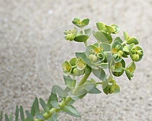 Sea Spurge