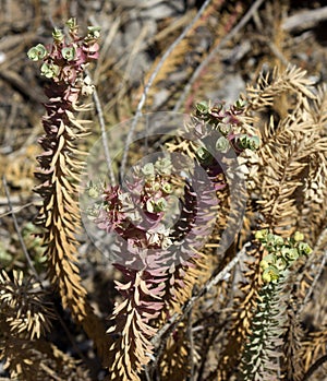 Sea spurge (Euphorbia paralias)