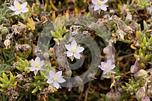 Sea Spurrey, Spergularia rupicola