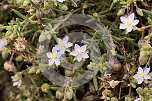 Sea Spurrey, Spergularia rupicola