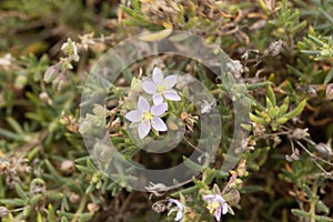 Sea Spurrey, Spergularia rupicola