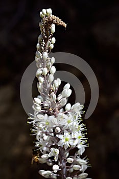Sea Squill flower blossom.