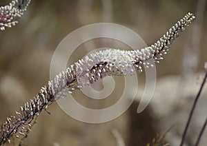 Sea squill flower spike close up