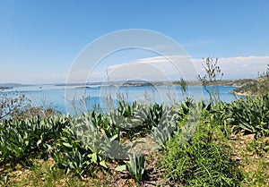 Sea squills by the side of Seyhan Lake in Adana