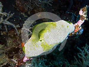 Sea Squirt photo