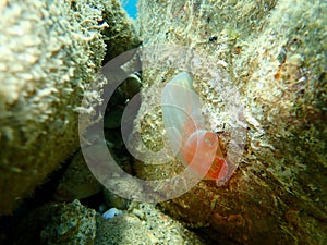 Sea squirt Red ciona Ciona roulei undersea, Aegean Sea, Greece.