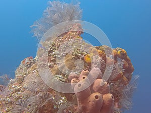 Sea squirts on the wreck of the liberty in tulamben on bali