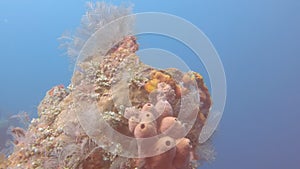 Sea squirts on the wreck of the liberty in tulamben on bali