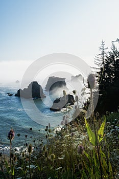 Sea stacks and wildflowers at the Oregon Coast vertical image