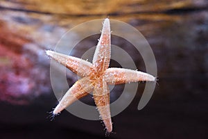 A Sea Star