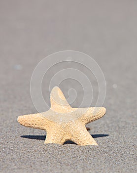 Sea star