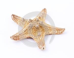 Sea star