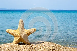 Sea star