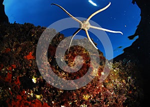 Sea star