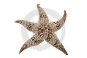 Sea star