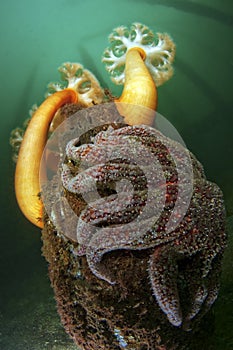 Sea Star and Anemones