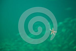 Sea star in an aquarium seen from below