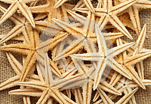 Sea star background