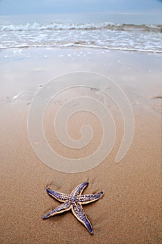 Sea star on beach