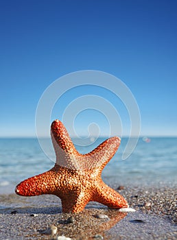 Sea star on the beach