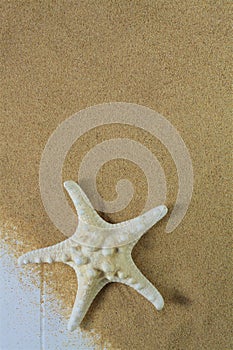 Sea-star on beach