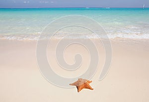Sea Star on the beach photo