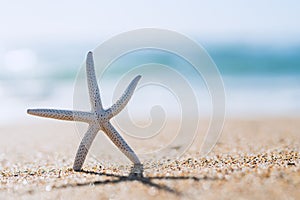 Sea star on the beach in sunny day. Seascape background in light blue and yellow colors, Summer, vacation, relaxation concept