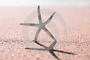 Sea star on the beach in sunny day. Seascape background in light pink and yellow colors, Summer concept