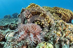 Sea star crown of thorns destroy corals