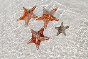 Sea star at the fine sea photo