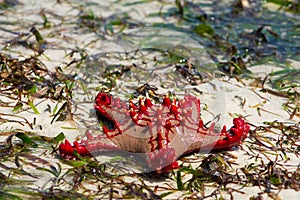 Sea star fish