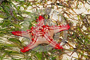 Sea star fish