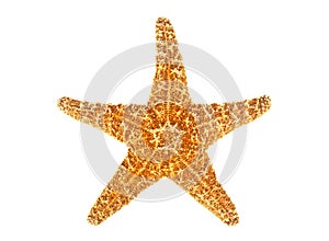 Sea star isolated on white background