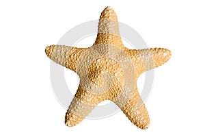 Sea star