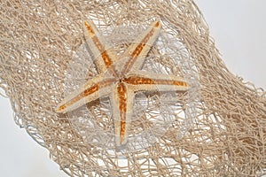 Sea star on a netting background