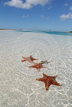 Sea star on the paradise beach photo