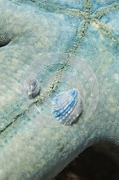Sea star parasitic shell Thyca cristallina photo