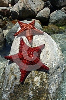Sea Star on Rocks