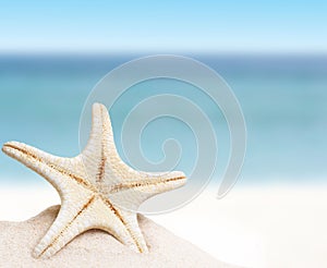 Sea star in sand.