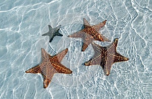 El mar estrella sobre el arena más bajo de una multa el mar 