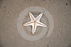 Sea star on sandy beach