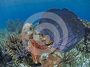 Sea Star and Sea Fan Underwater