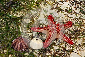 Sea star and shells photo