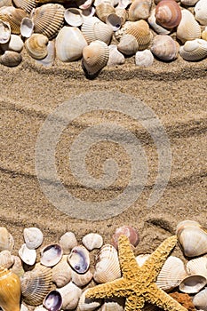 Sea star and shells on the sand of the sea